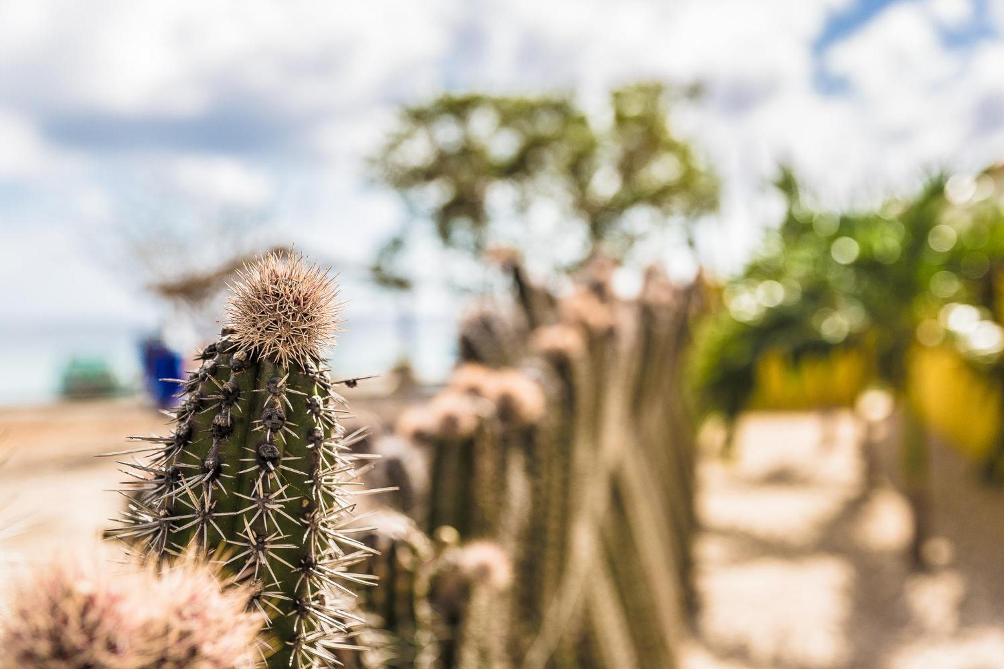 Kas Hamaka Lägenhet Playa Rum bild